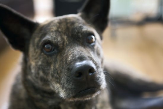 stella