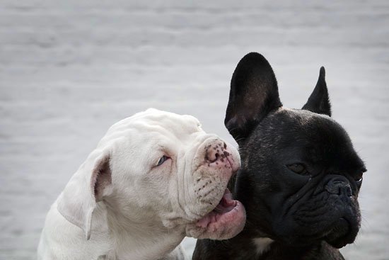 giz a kiss