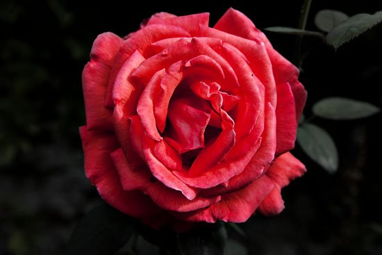 rose