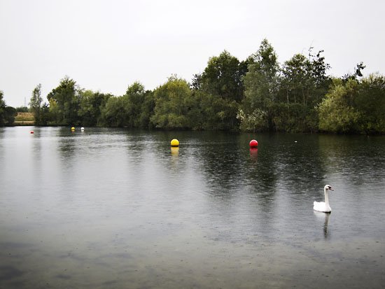 swan lake