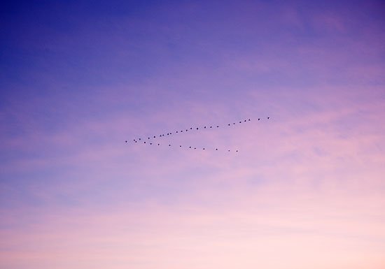 the flying v.s