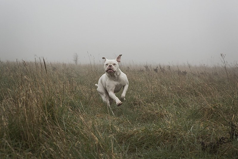 mr. bunny