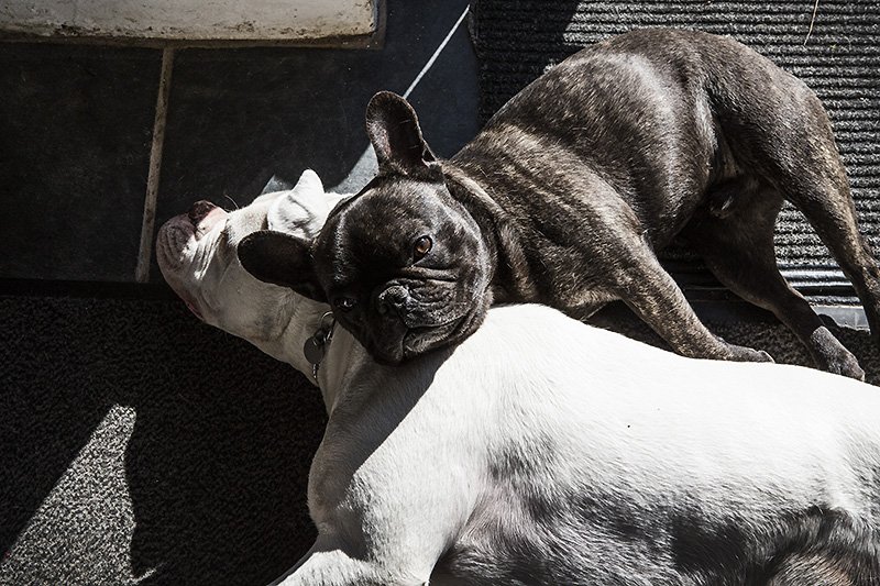 ebony and ivory