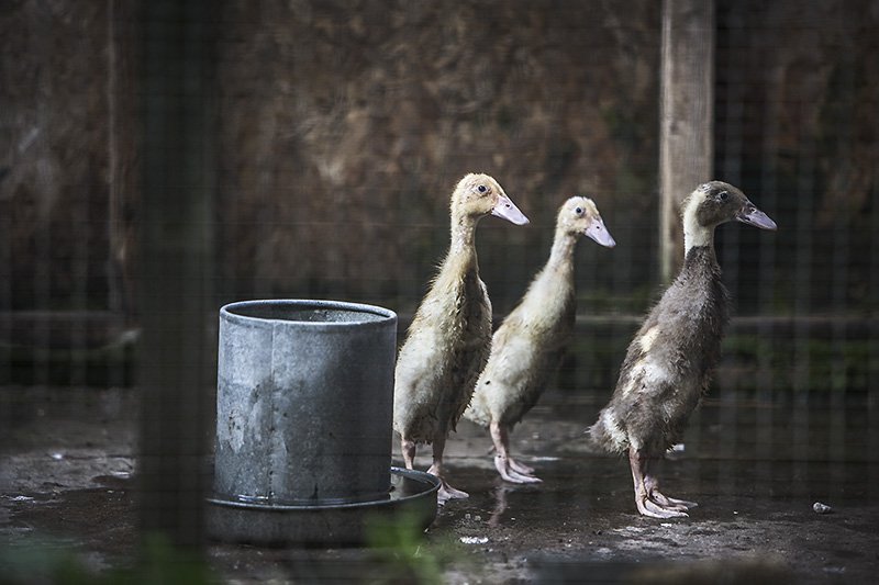 runny ducks