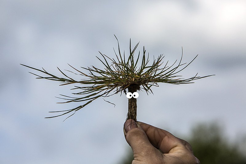 grass