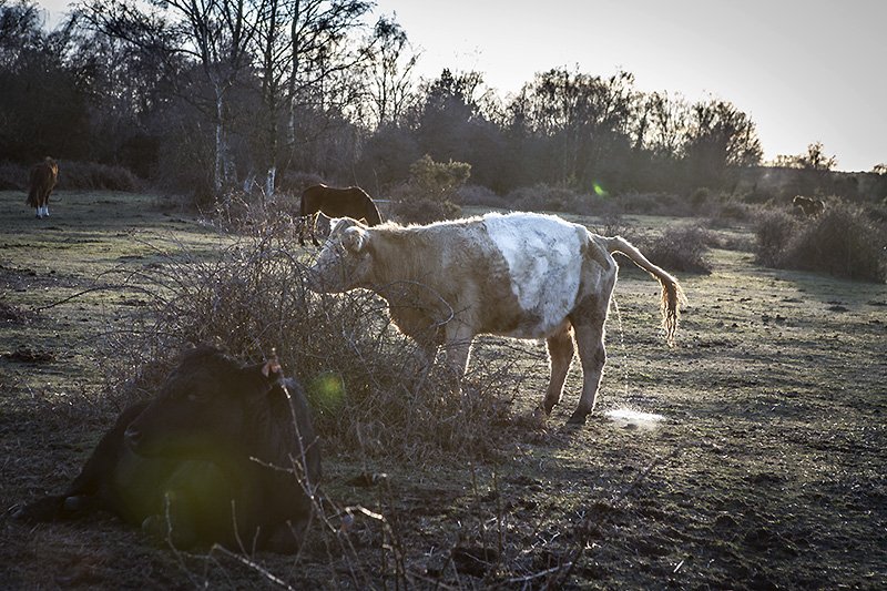 cow