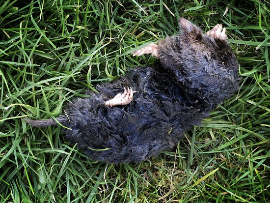 mole: 0 mouse (the cat): 1