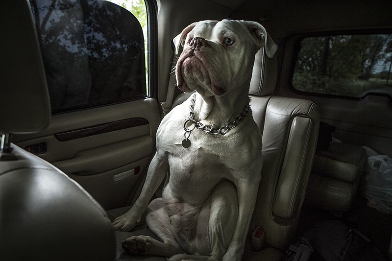 bunny back seat driver