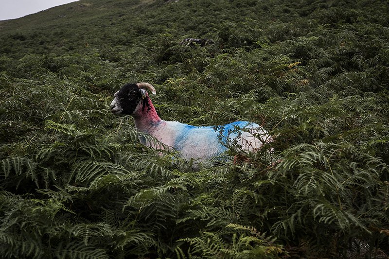 a techni-coloured dreamcoat