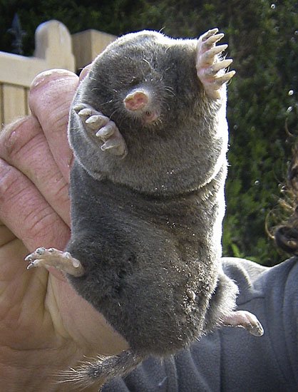 mucho more mole