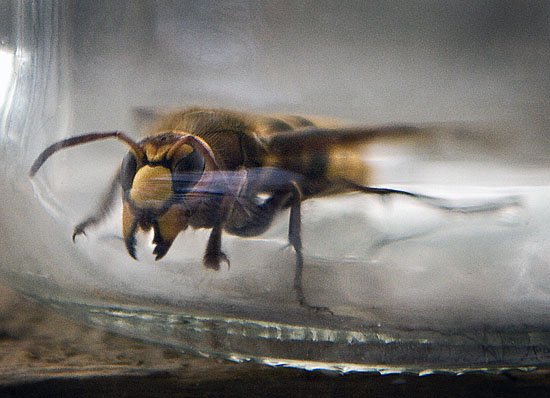 i hate hornets