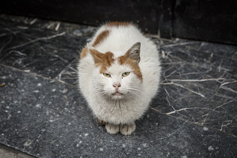 turkish pussy