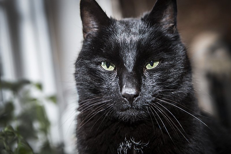my black pussy