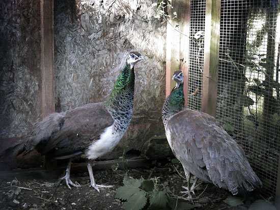 my new bird(s)