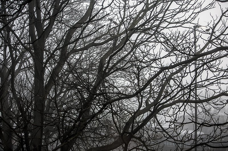 a froggy day in london
