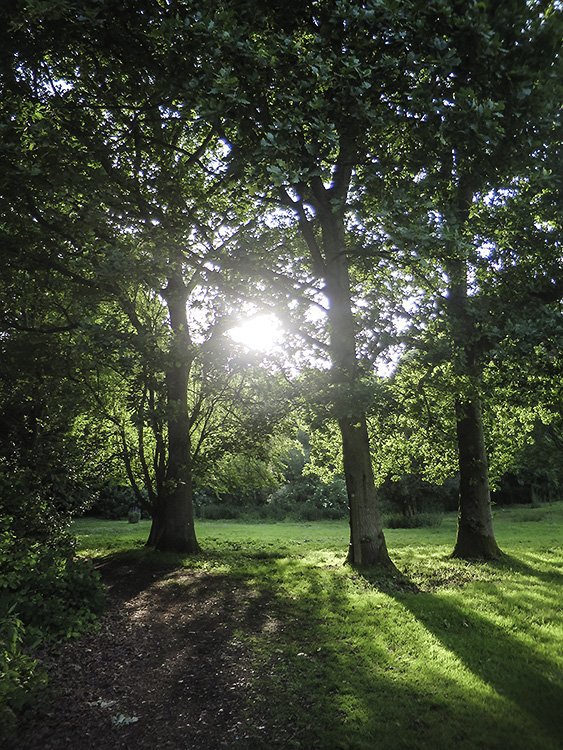 trees by z perou
