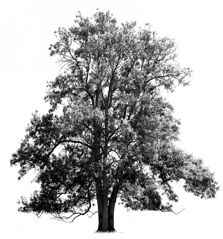 a monster calls