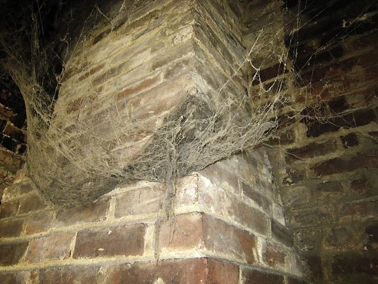 the world wide (cob)web